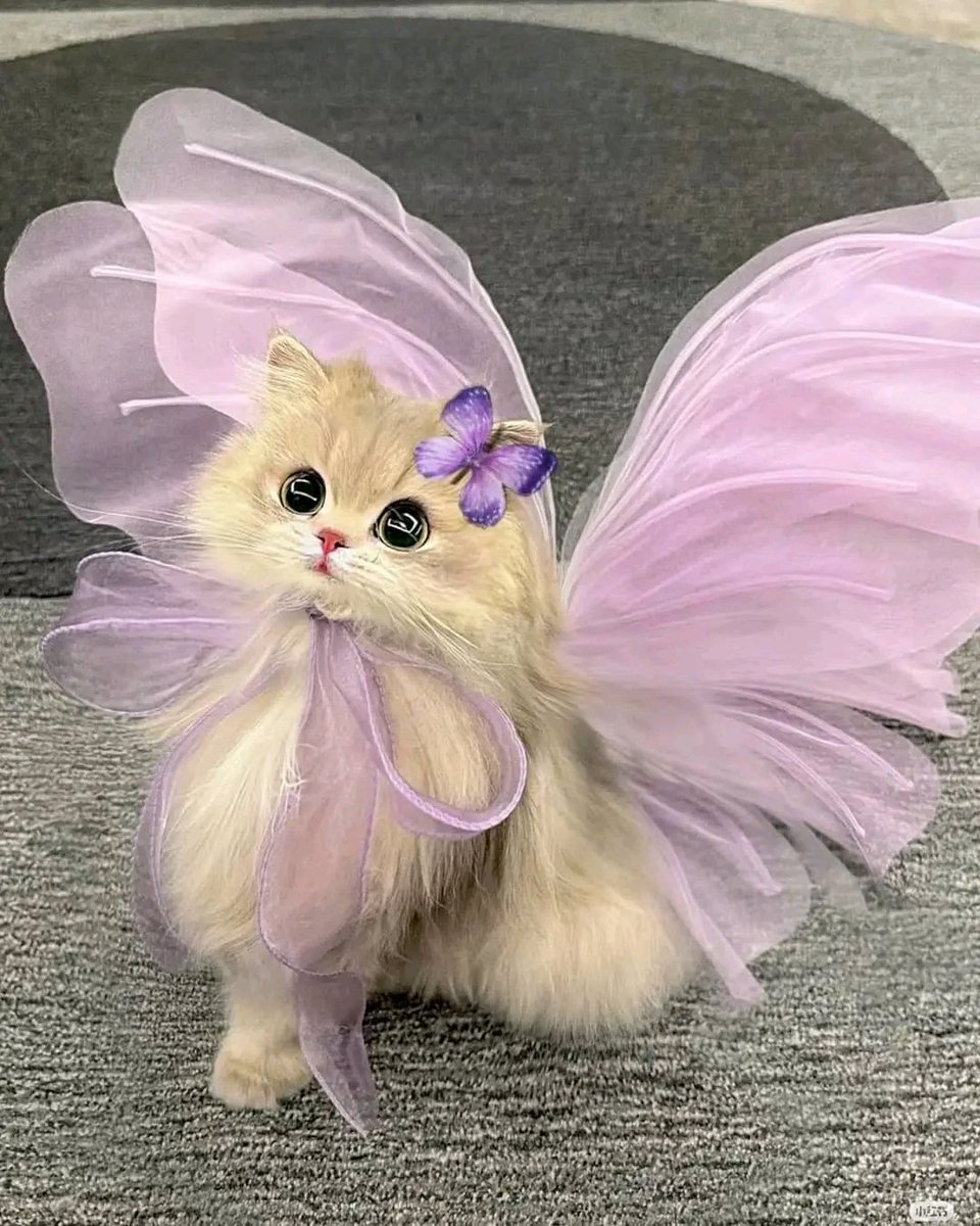 PochaSele1's tweet image. I Am Fairy 🥰
