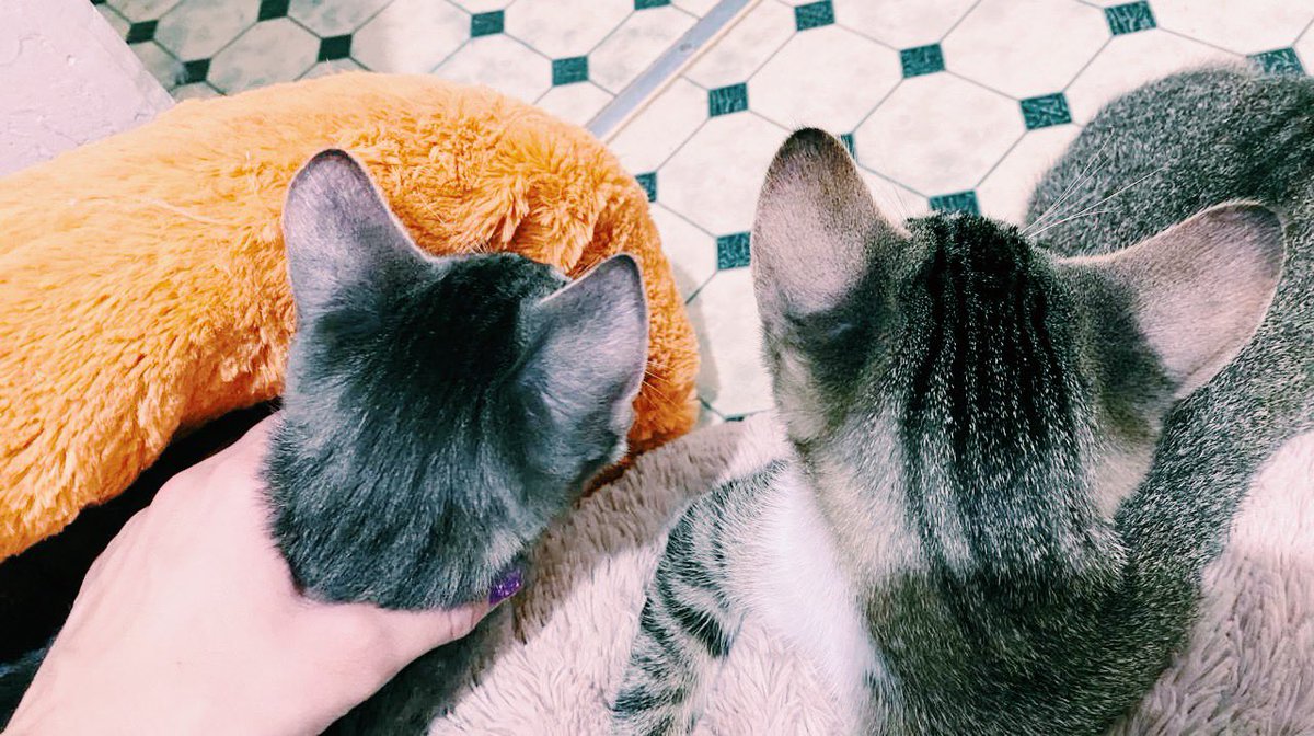 Сидят глядят.