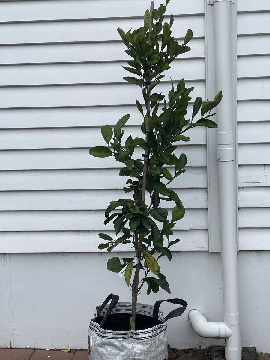 HarveyButtonNZ's tweet image. Here you go ⁦@MizzBassie⁩ our tree #nipclub