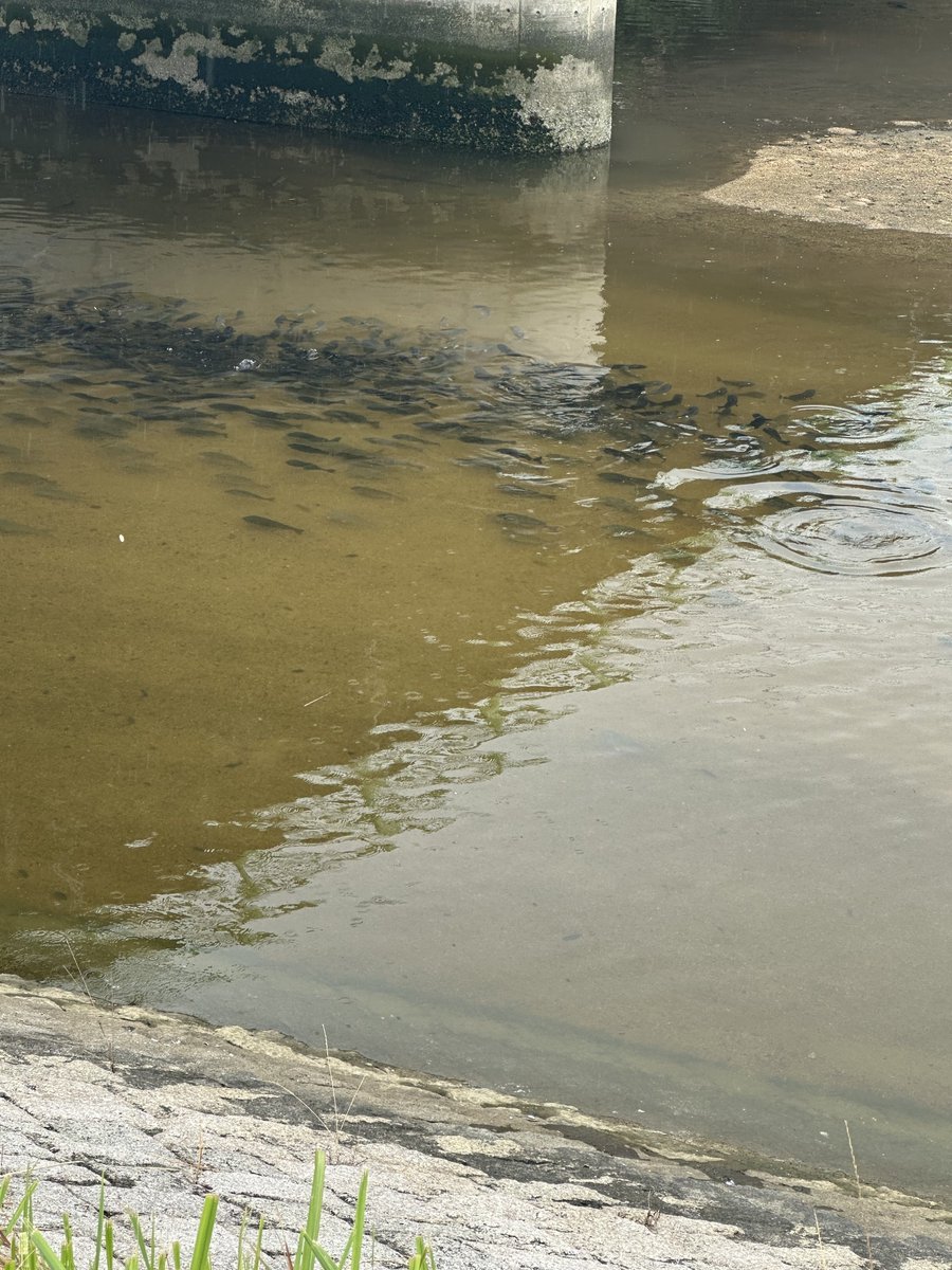 hcwmacrame's tweet image. 橋の下に魚が湧いてた。ボラかな､､､､