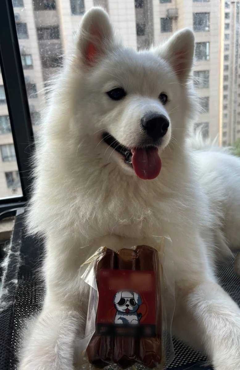 phu_as_samoyed's tweet image. โปเต้! 
#PHUTATCHAI