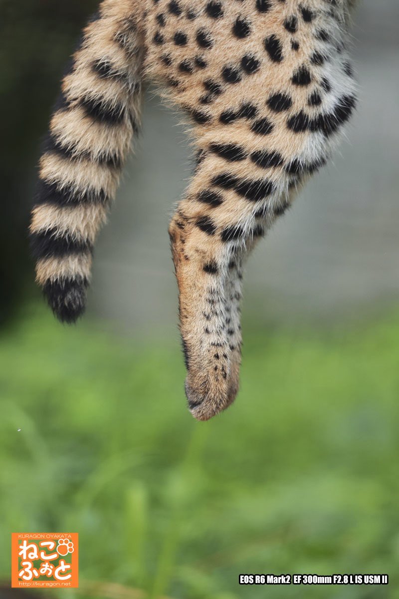 サーバルキャット　毛皮 Amazon.co.jp: HANSA ハンサ ぬいぐるみ 7373 サーバルキャット