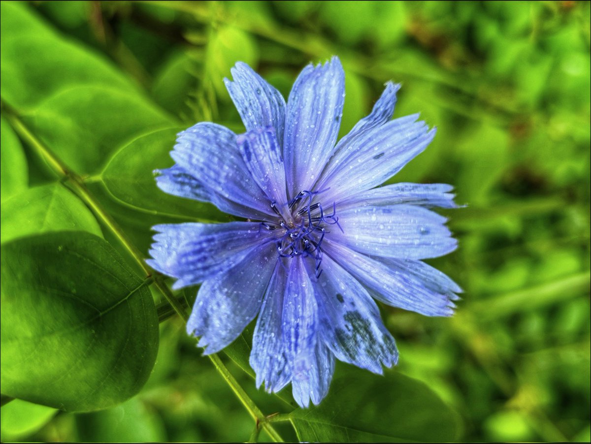 k_pawlowska's tweet image. #GoodMorning & have a beautiful #Friday 😊
"#Summer is a reminder that life
is beautiful and full of vibrant colors."
🩷💚🤍🩵
#SongOfTheDay is "Regalo"🎶
youtu.be/IHJz8F38P_E?si…
#FlowersOnFriday #Nature #DiscoverPoland