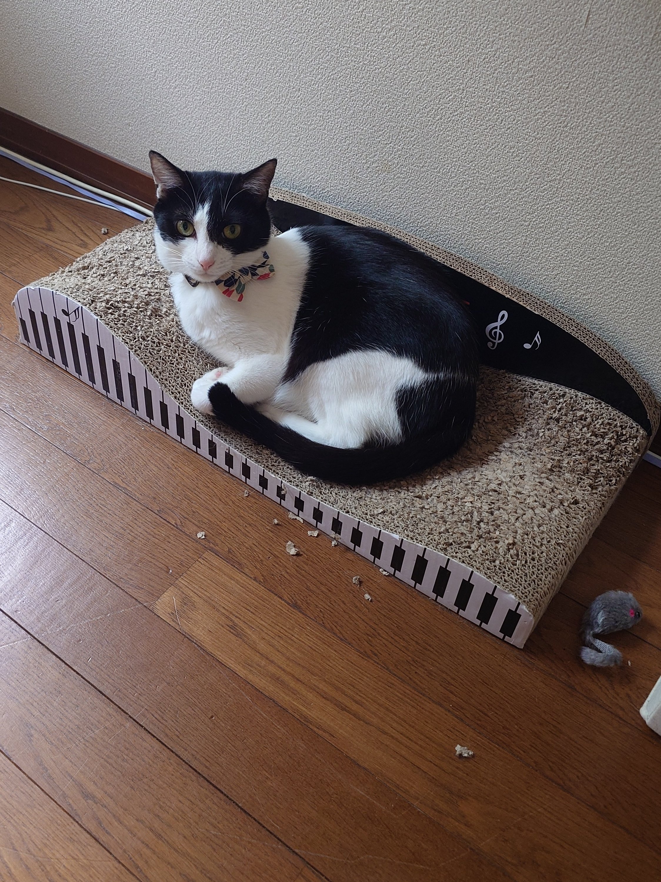 【猫モモちゃんさま専用】 mqdefault.jpg