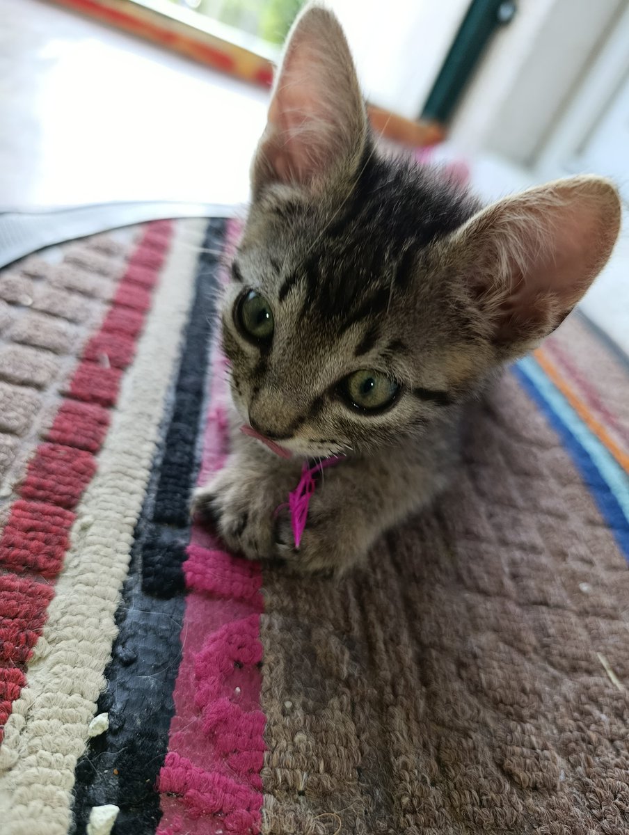 Ostala je sama, izlazi, traži društvo i pitanje je sekunde kada će nastradati. Molim vas podelite objavu da joj nađemo dom. 🙏

#svi