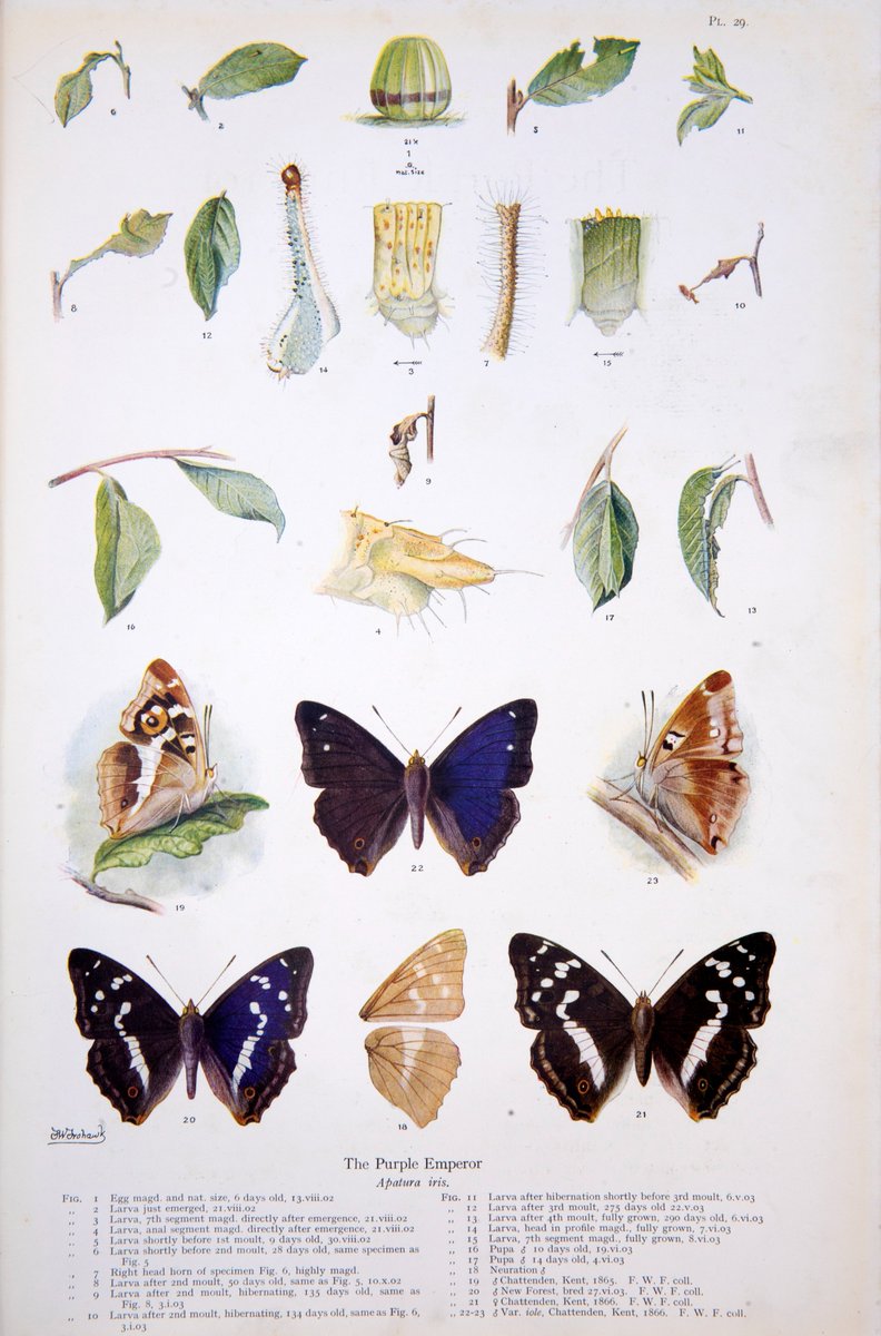 It's #FrohawkFriday, the day we celebrate the butterfly studies &amp; artwork of FW Frohawk.

Purple Emperor, and their admirers, know a thing or two about virtue-signalling - males are famously territorial &amp; defensive. They also have lamentable taste, fond of dead animals &amp; faeces.