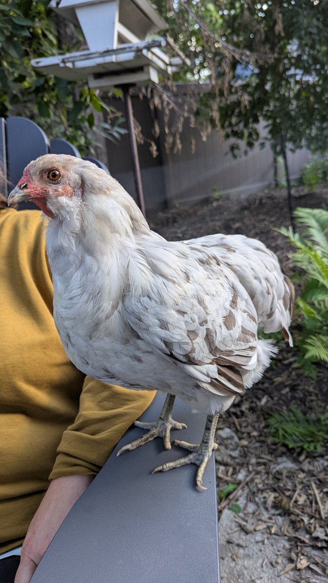 philhumann's tweet photo. Couple of our gals hopped up for pets tonight while we were chilling out back. Hazel and Blaze. 🐔🐓 https://t.co/7YX1mbVROj