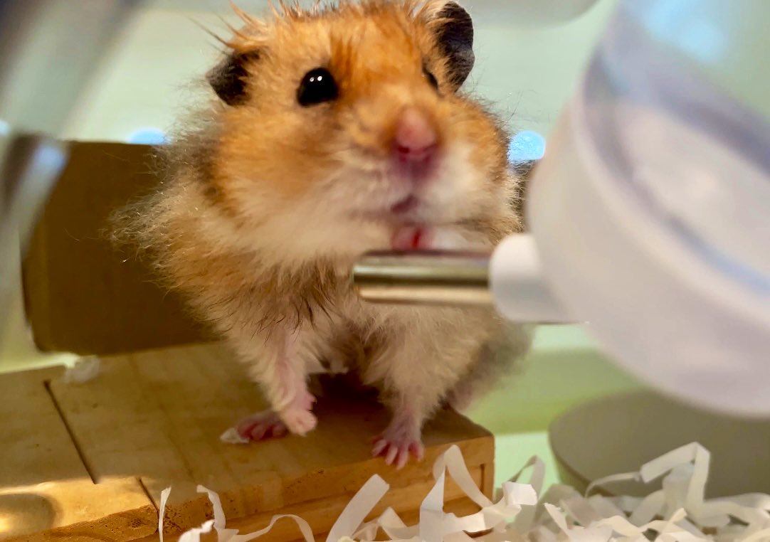 あれれ？おみぢたんもびょういんちてた‼️
ボクのおいもたん🍠あげるね✨

実鈴君、ほぼ順調でした😭✨
実鈴君有難う😭🩷