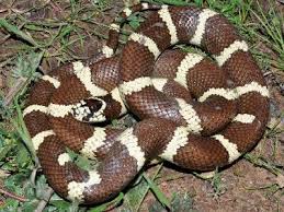 random_snakes's tweet photo. #DumbDMs
Some Person: Your posts are quite venomous lately.
Me: Thank you! I snake them myself! ๐๐ฅฐ
Some Person: I didn't mean it as a compliment.
Me: Fine. I didn't mean to thank you. ๐๐ https://t.co/xQL8JsMfq5