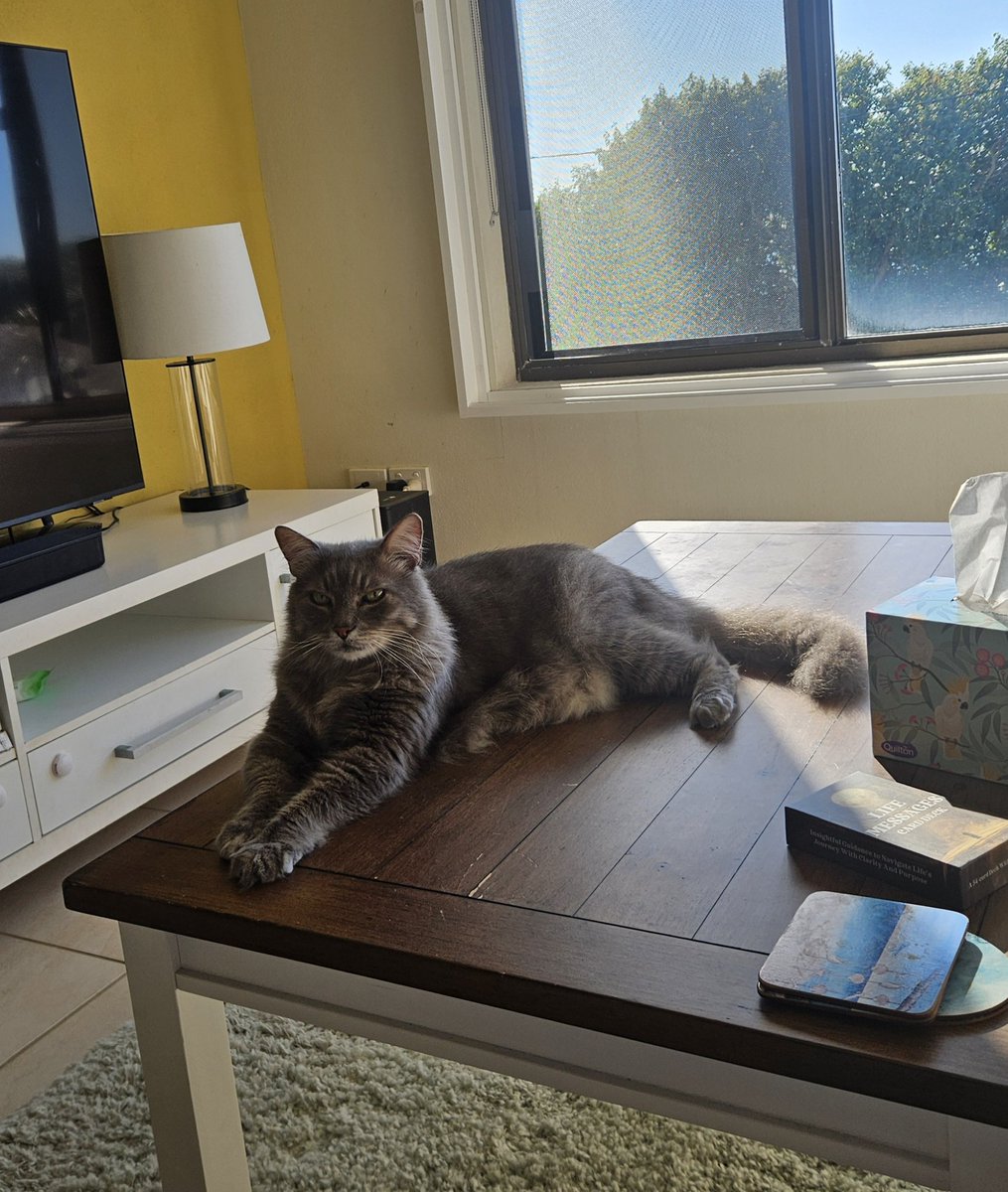 millyfromoz's tweet image. Oh hello mummy ! Yes I&apos;m having a lovely time on my holiday ! Do you like my new coffee table ? And I have a nice wide window ledge to sit and look at the view ! 
😹💛🌞