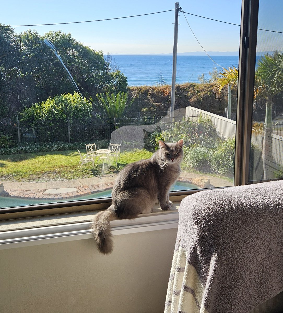 millyfromoz's tweet image. Oh hello mummy ! Yes I&apos;m having a lovely time on my holiday ! Do you like my new coffee table ? And I have a nice wide window ledge to sit and look at the view ! 
😹💛🌞