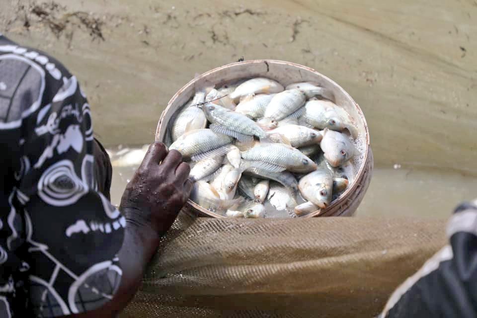 MarichoMedia's tweet image. Partial harvest at Gosha Village Business Unit, Goromonzi, Mash East Province under Zimbabwe&apos;s Presidential Community Fisheries scheme

4,000 fingerlings stocked last year

@DeptFisheriesa1 @MoLAFWRD_Zim
@FAOZimbabwe @DonaldTchidoori @milton_makumbe