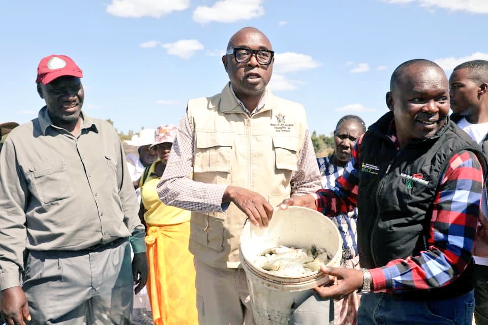 MarichoMedia's tweet image. Partial harvest at Gosha Village Business Unit, Goromonzi, Mash East Province under Zimbabwe&apos;s Presidential Community Fisheries scheme

4,000 fingerlings stocked last year

@DeptFisheriesa1 @MoLAFWRD_Zim
@FAOZimbabwe @DonaldTchidoori @milton_makumbe