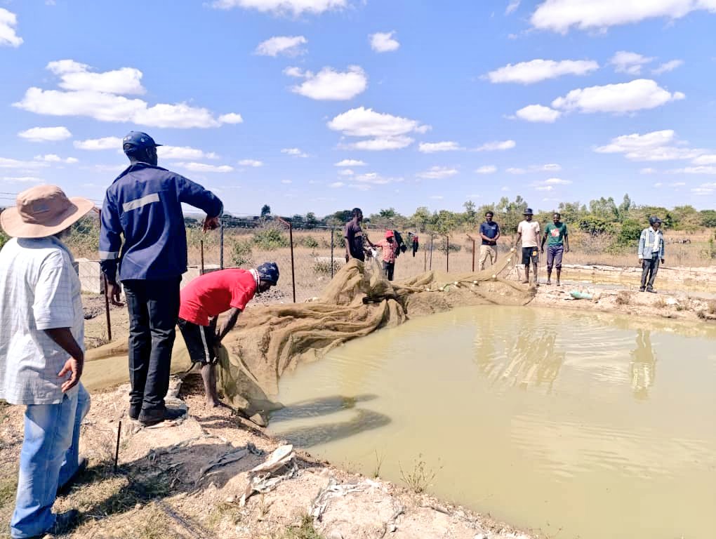 MarichoMedia's tweet image. Partial harvest at Gosha Village Business Unit, Goromonzi, Mash East Province under Zimbabwe&apos;s Presidential Community Fisheries scheme

4,000 fingerlings stocked last year

@DeptFisheriesa1 @MoLAFWRD_Zim
@FAOZimbabwe @DonaldTchidoori @milton_makumbe