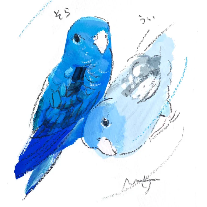 美しいブルーのサザナミインコさんたちです ご紹介できてなかった5月の個展での オーダーイラストです