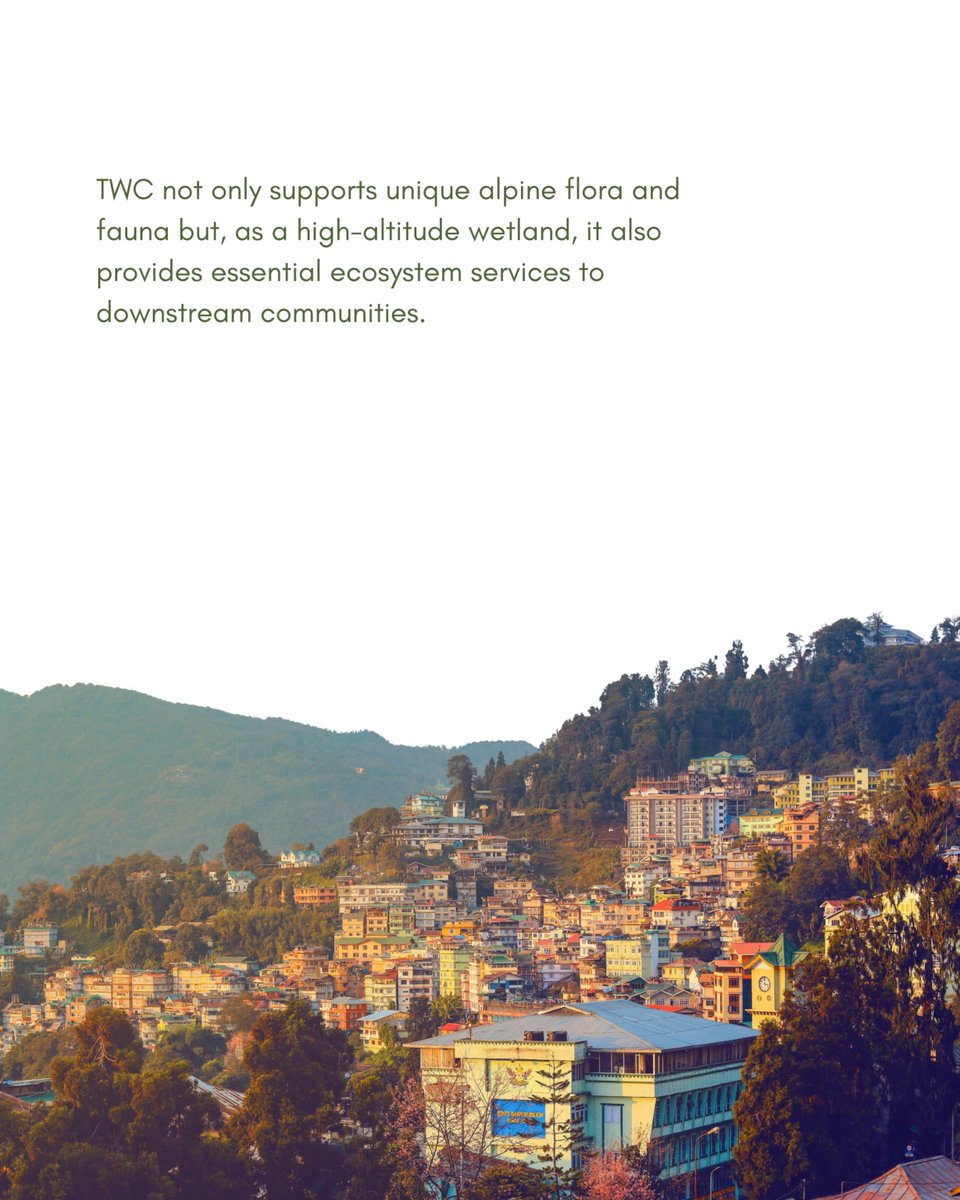 atree_org's tweet image. ATREE researchers Thangsuanlian Naulak and Sailendra Dewan were part of a study that recorded the fauna of the Tembao Wetland Complex (TWC) in Sikkim. The study underscores the importance of TWC as a unique high-altitude glacial-fed ecosystem supporting rare and cold-adapted…