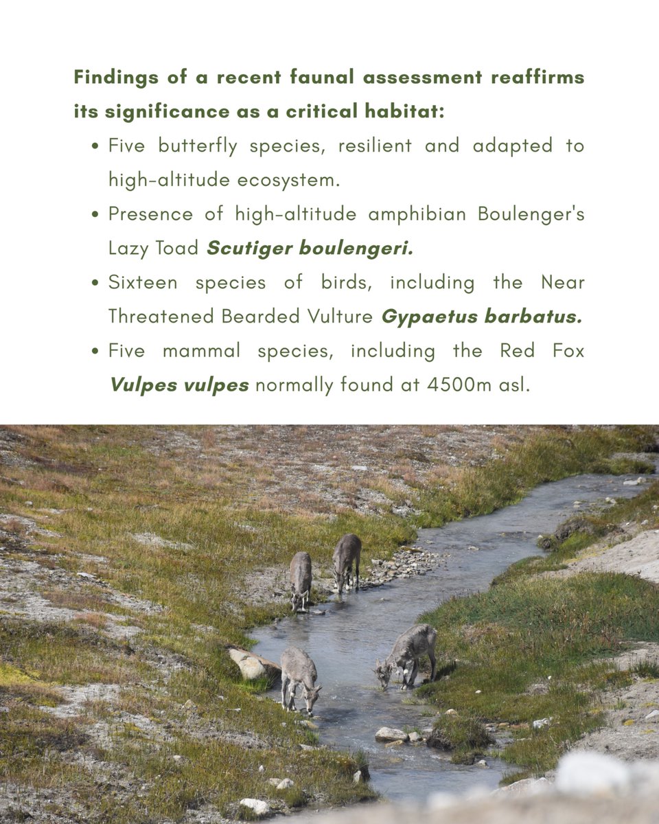 atree_org's tweet image. ATREE researchers Thangsuanlian Naulak and Sailendra Dewan were part of a study that recorded the fauna of the Tembao Wetland Complex (TWC) in Sikkim. The study underscores the importance of TWC as a unique high-altitude glacial-fed ecosystem supporting rare and cold-adapted…