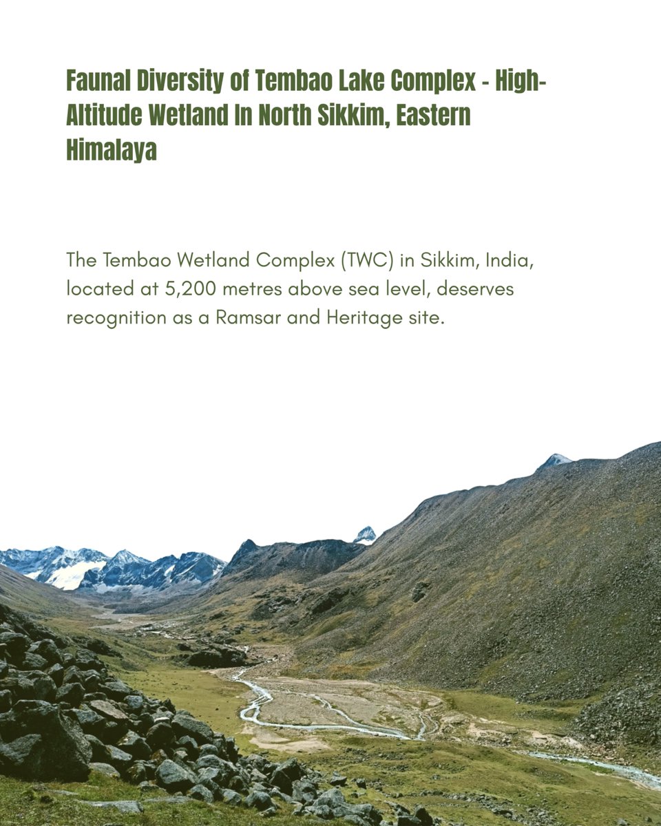 atree_org's tweet image. ATREE researchers Thangsuanlian Naulak and Sailendra Dewan were part of a study that recorded the fauna of the Tembao Wetland Complex (TWC) in Sikkim. The study underscores the importance of TWC as a unique high-altitude glacial-fed ecosystem supporting rare and cold-adapted…