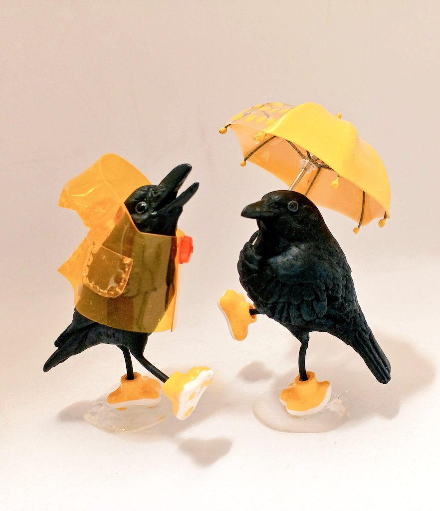 梅雨もあけそうですが☔カラスたち
#博物ふぇす
#博物ふぇす鳥部