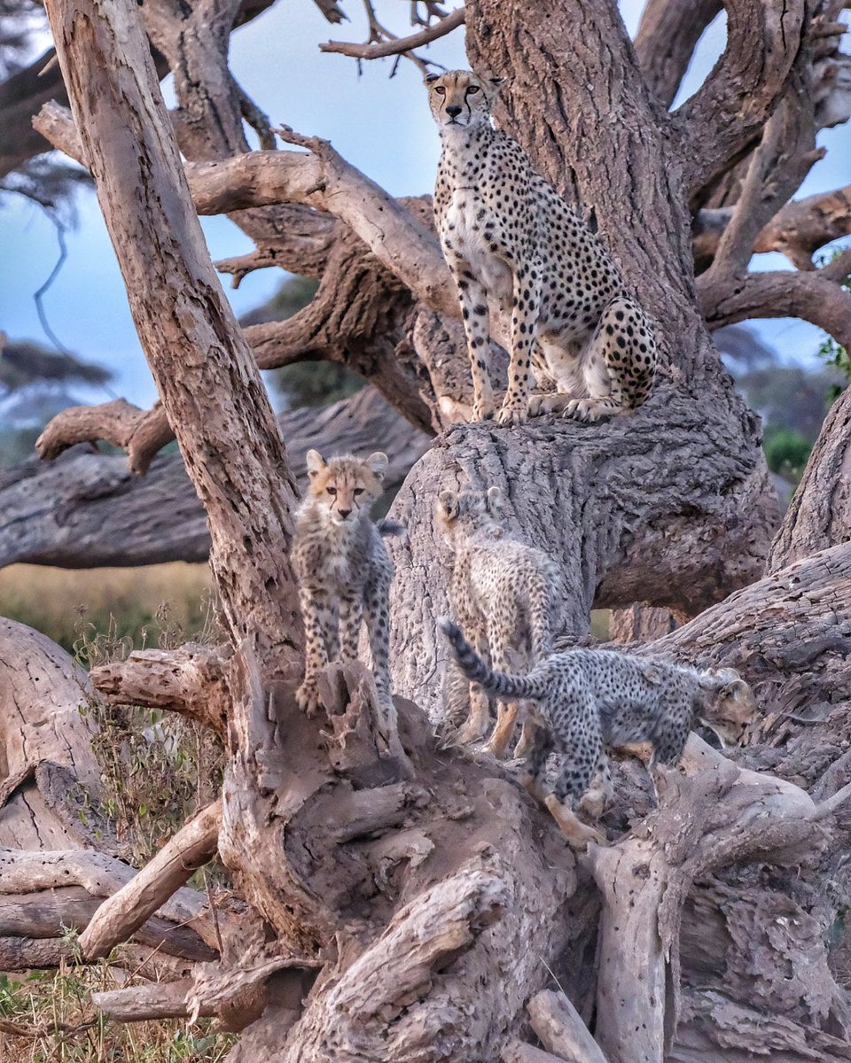 CCFCheetahUK's tweet image. Ever seen a cheetah in a tree? Swipe right for Dr. Ralf Tobias's striking photos of this less common cheetah behaviour! 🌳
While not the arboreal masters like leopards, cheetahs do climb. It's often for a strategic advantage: surveying for prey, stashing a small kill from…