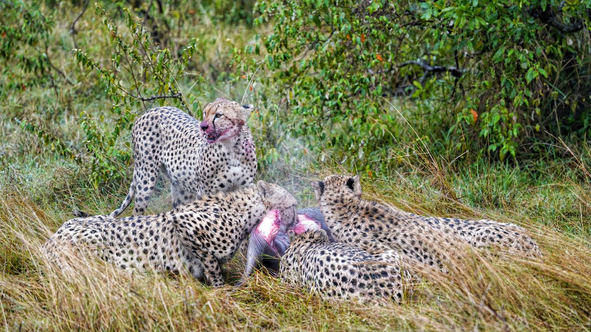 CCFCheetahUK's tweet image. Prey time! 🐾🐆

📸: @ralf_tobias_photography