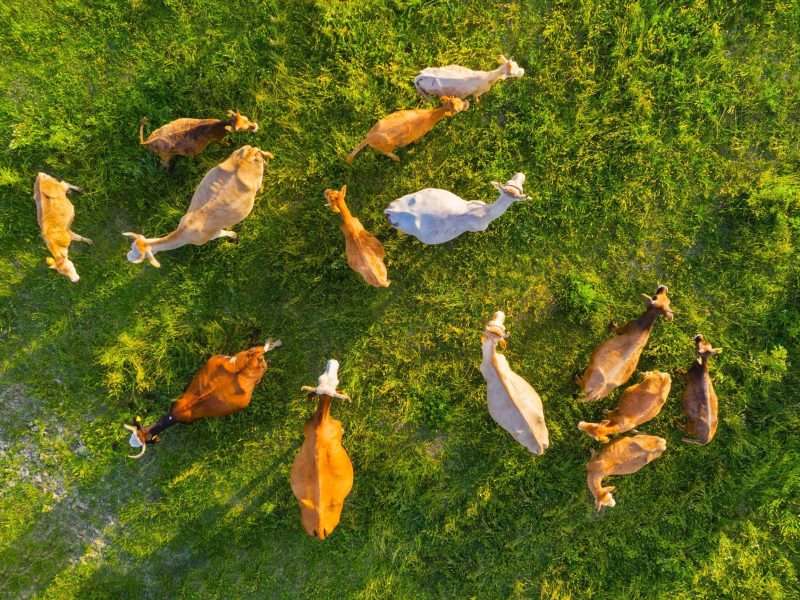 Fundacion_UVa's tweet image. El proyecto @greenammonia_eu se engloba dentro de las acciones de la UE 🇪🇺 para mejorar la calidad del aire.
🌿Objetivo concreto: reducir las emisiones de NH3 de las excretas en granjas porcinas y avícolas.
Información completa: lifegreenammonia.eu