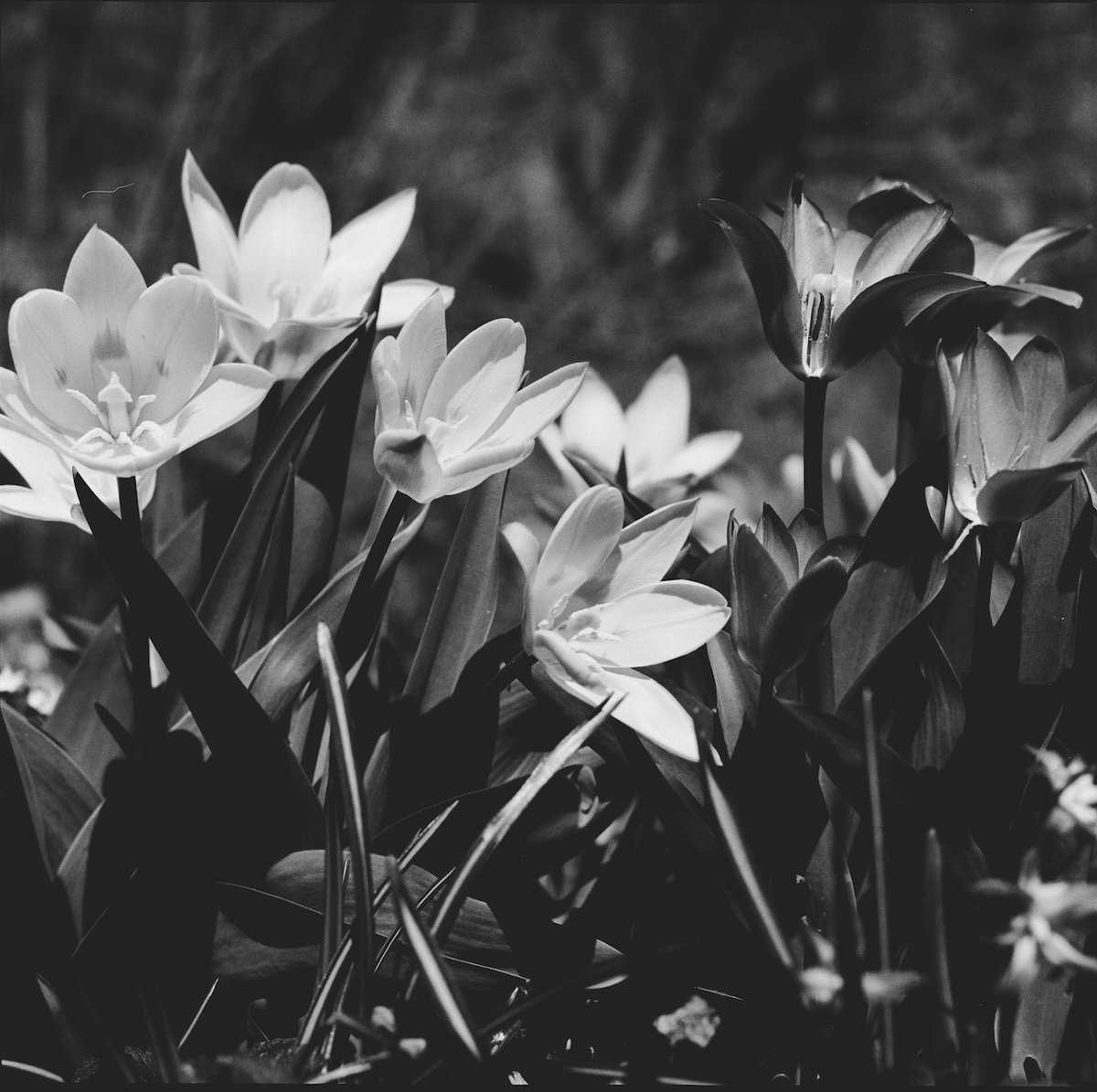 ConradLangslow's tweet image. Flowers on Friday
Mamiya C330f
Mamiya-Sekor D 105mm f3.5
Kodak Tri-X 400