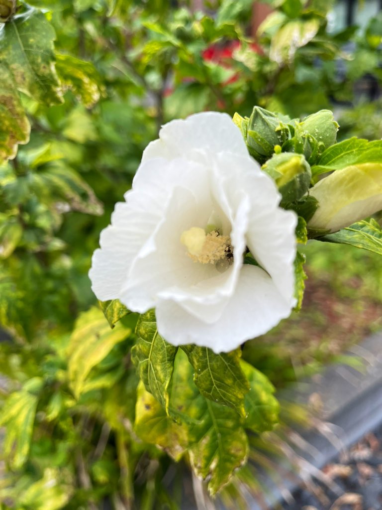 Goedemorgen beste TwiXers, een fijne dag toegewenst 👍😀