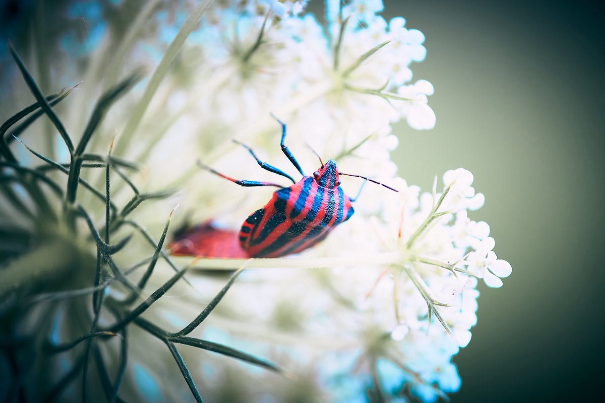 joanlopezphoto's tweet photo. Harlequin on the Queen’s Lace
Graphosoma italicum on a Daucus carota
📸 Fujifilm X-T5
📷 Fujinon XF 80mm F2.8 R LM OIS WR Macro
⚙️ ISO 800 - f/2.8 - Shutter 1/320
#macro #photography #nature #MacroPgotography #GraphosomaItalicum #MinstrelBug #StripedBug #DaucusCarota https://t.co/bW6NkxjAJY