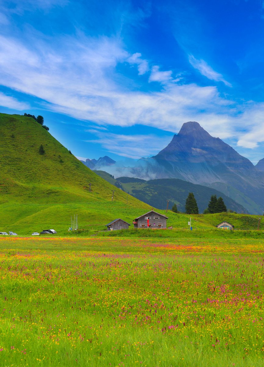 curiousAbo1975's tweet image. Good morning dear friends ๐ผ๐ธ๐
#FridayVibes #wildflowers