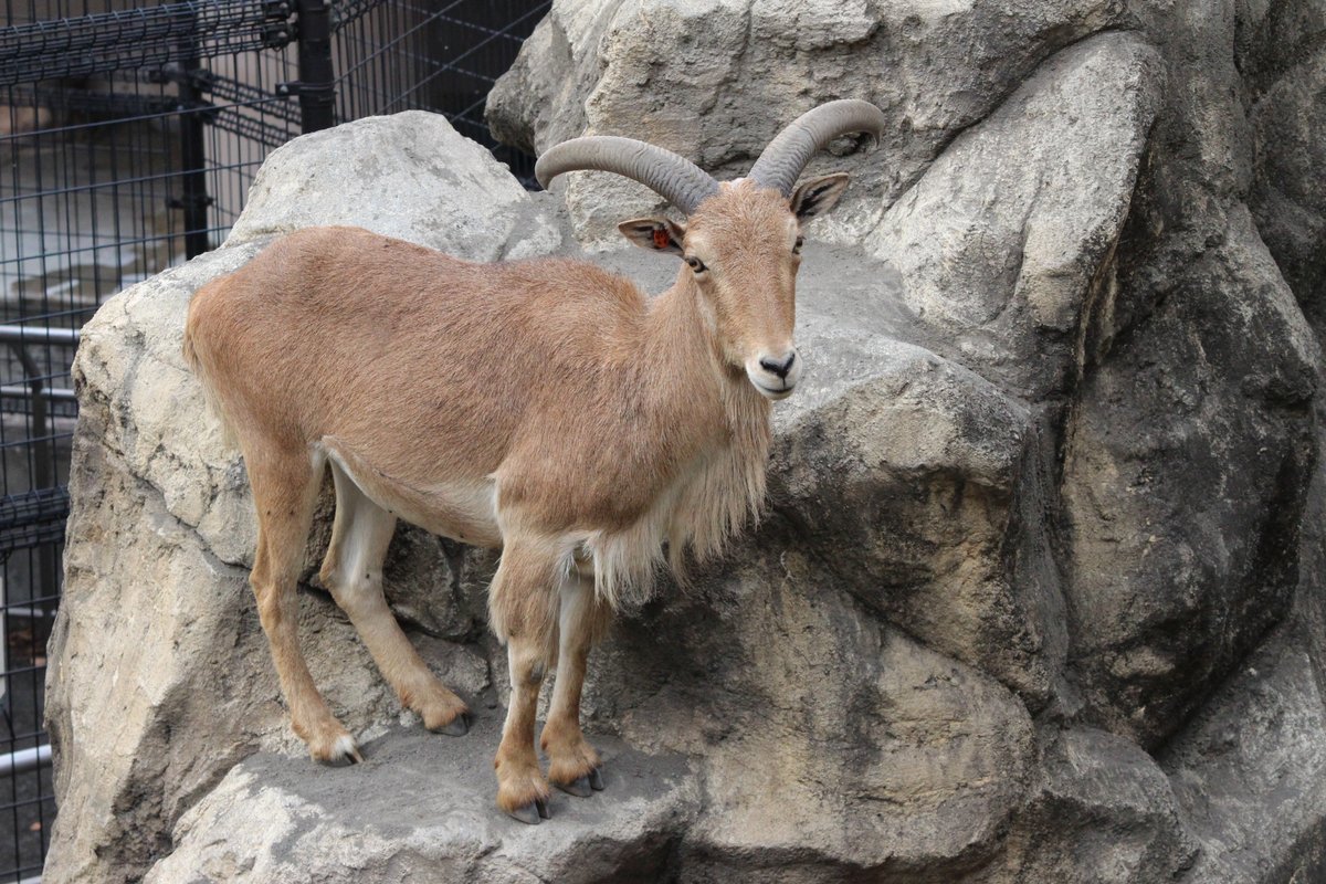 nhdzoo's tweet image. 2025.7.11
#バーバリシープの飼育日誌 を更新しました。
バーバリシープ
15時前に柵前にビワの葉を置くとボス(♂)以外下におりてきて食べる。
#日本平動物園
#バーバリシープ
#nihondairazoo