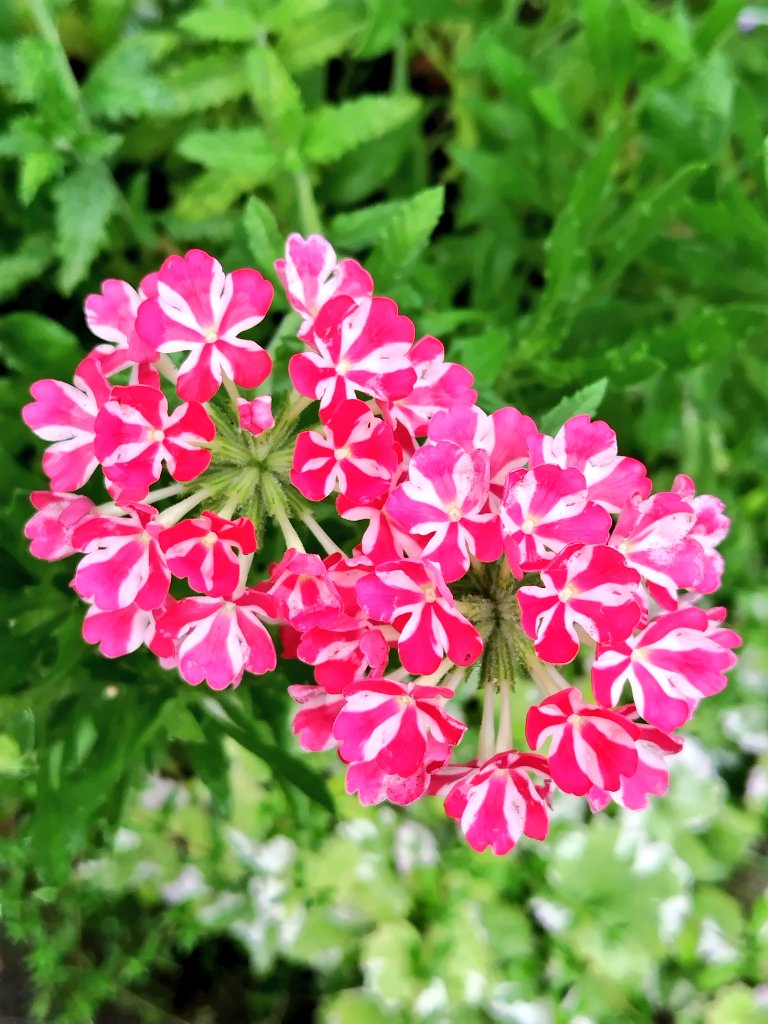 bua10732378's tweet image. いやっほ〜い!梅雨明けた!
そして、三連休。明後日とその次
は予定入ってるから、明日久々に
園芸店行こう!今日はあと少し、
お仕事頑れそうてす。食欲ないの
で、ケーキとアイスルイボスティ
ーだけで、お昼終わり。眠い…。