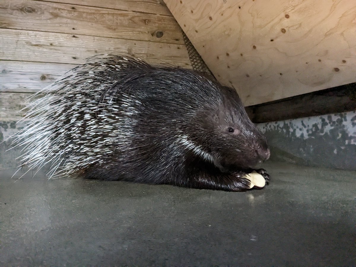nhdzoo's tweet image. 2025.7.12
#アフリカタテガミヤマアラシ の飼育日誌 を更新しました。
アフリカタテガミヤマアラシ
シューマイ(♀)穴掘り盛ん。朝、走り回る。
#日本平動物園
#アフリカタテガミヤマアラシ
#nihondairazoo
