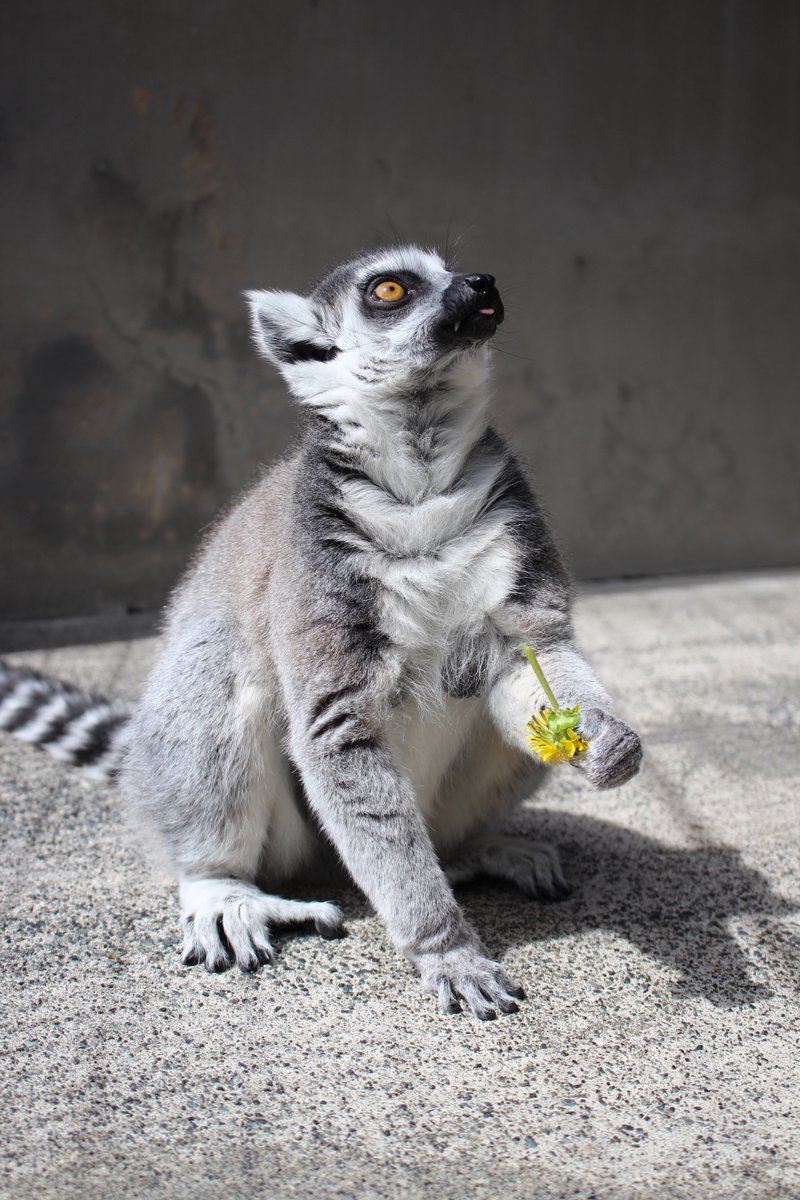 nhdzoo's tweet image. 2025.7.13
#ワオキツネザルの飼育日誌 を更新しました。
ワオキツネザル
ポパイ(♂)、オリーブ(♀)、チーズ(♀)ビワの葉与える。
#日本平動物園
#ワオキツネザル
#nihondairazoo