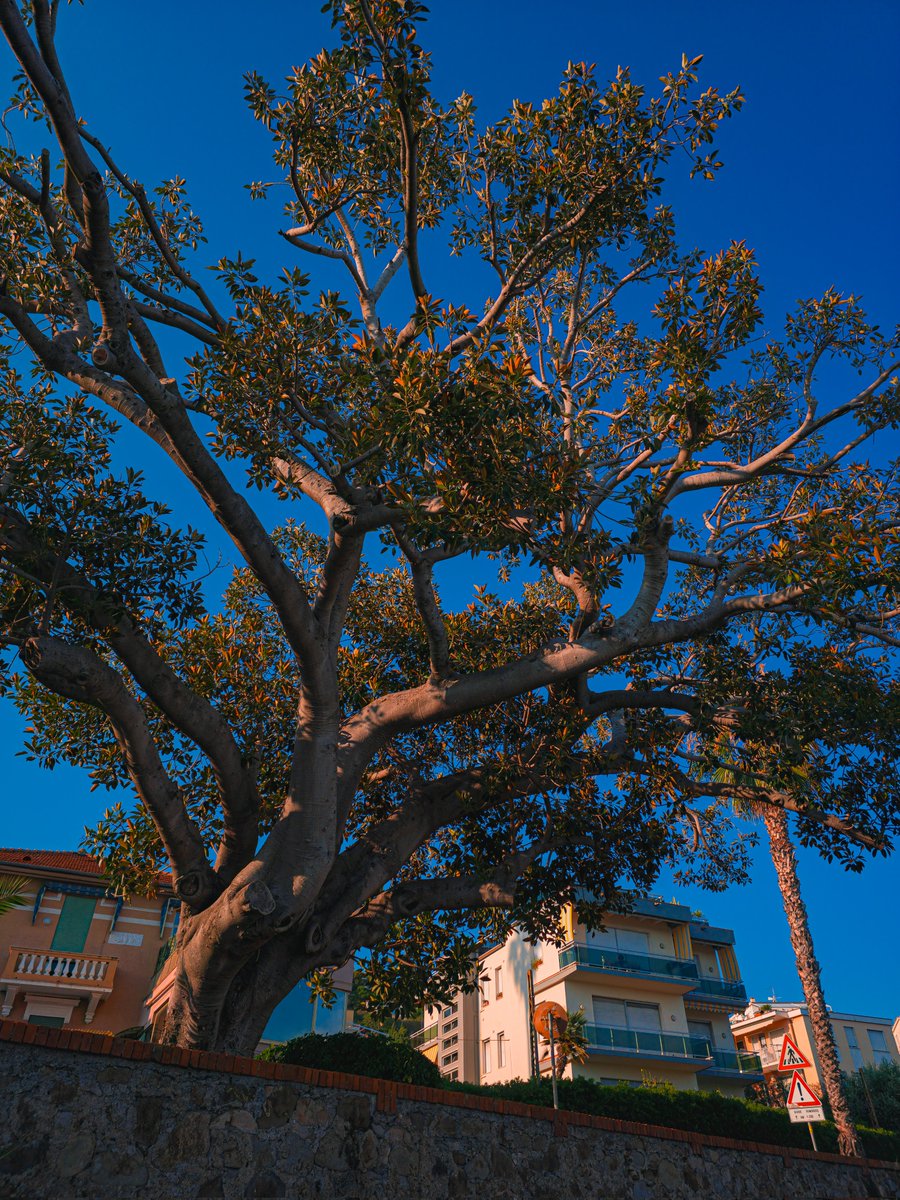 GiglioMattia's tweet image. Being able to edit pictures while still riding a bike it's crazy. This tells you how easy lightroom mobile is.
24mp mode expertraw
Samsung Galaxy S25 Ultra Edited In Lightroom #ShotOnSnapdragon #withGalaxy