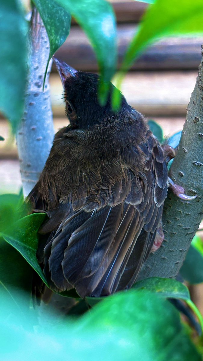 A lost Nightingale chick ..

भीड़ में यूँ ना छोड़ो मुझे..
घर लौट के भी आ ना पाऊँ माँ ..

भेज ना इतना दूर मुझको तू,
याद भी तुझको आ ना पाऊँ माँ !!
#Nightingle #BIRDSTORY #photooftheday 
<a href="/Rohitashwa14/">Rohitashwa रोहिताश्व</a>