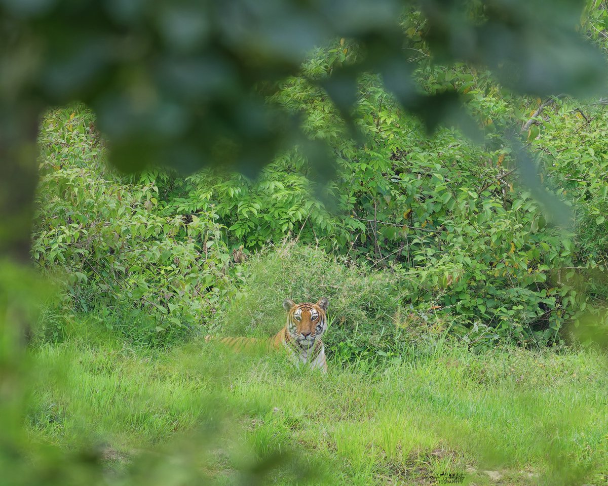 wildlife_sg's tweet photo. Elusive #tigress from #bandipurtigerresrve 
#wildlife #wildlifephotography #India #indianwildlfe #insideindianjungle https://t.co/YT392Gkv5b