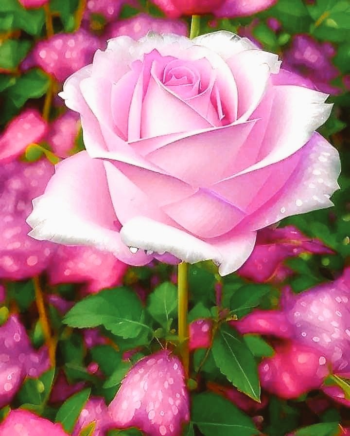 Roses 🌹 (@roseforyou43) on Twitter photo 