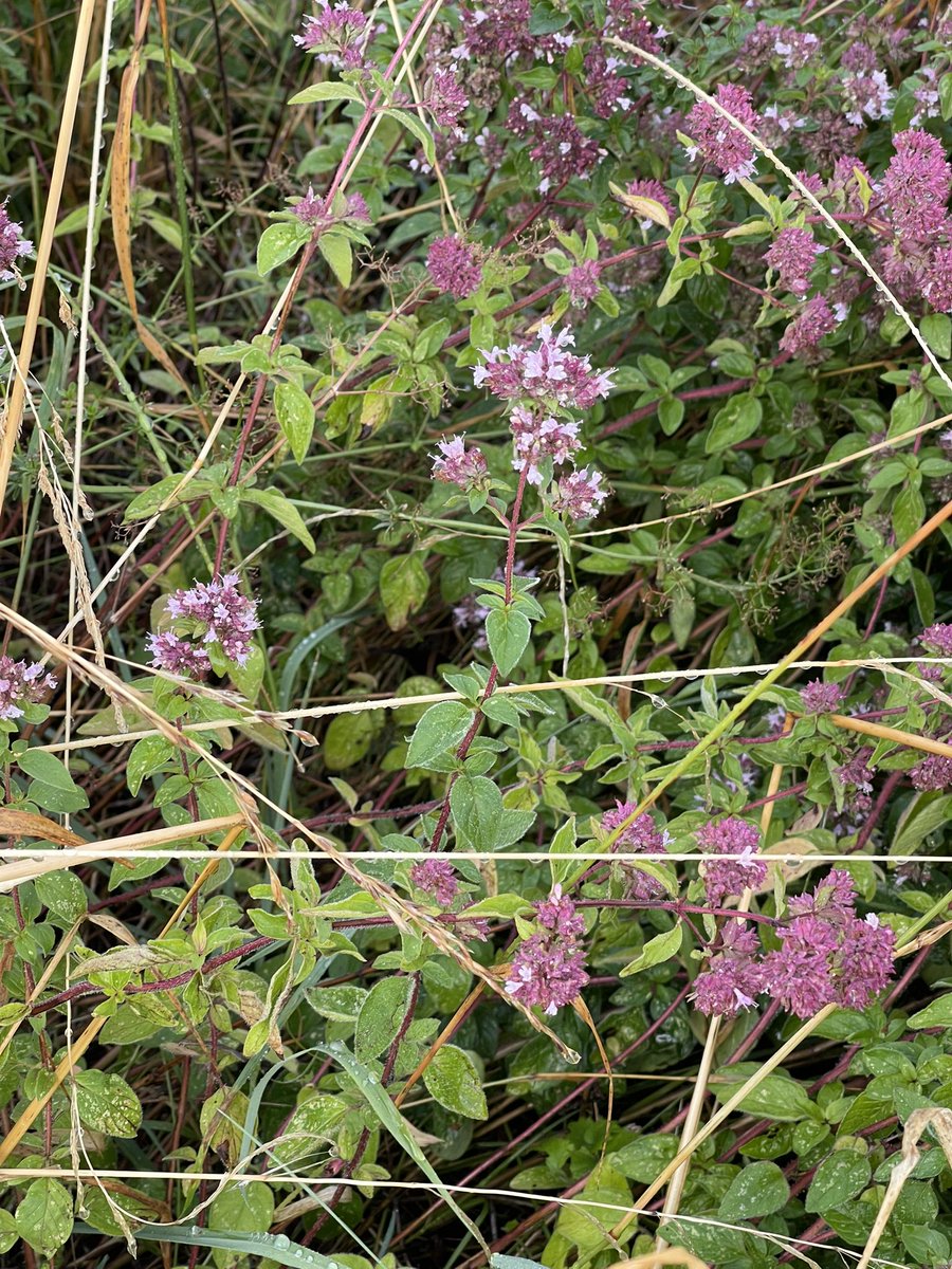 redtestwine's tweet image. #Oregano เวลาเดินควรมีกรรไกร สักอันก็ดี จะได้ตัดใส่กระเป๋ากลับบ้าน เอาไปตากแห้งเอง คงจะดี