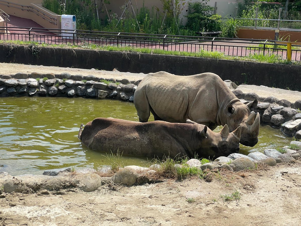 HitachiCity_Zoo's tweet image. とある暑い日の光景。
#クロサイ たちも暑い日は木陰にいたり、池に浸かったりして体を冷やしています。
#かみね動物園
#夏