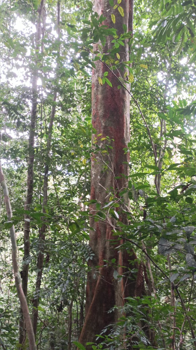 AbiluTangwa's tweet image. Amazon lost 1.5M hectares annually to deforestation! Climate-driven droughts in 2023-24 hit 30M people. We’re nearing a tipping point—act to save 10% of Earth’s biodiversity! #AmazonRainforest #ClimateCrisis