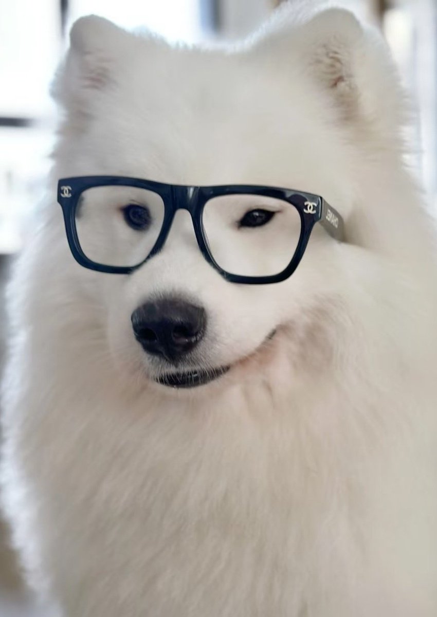 phu_as_samoyed's tweet image. 👓
#PHUTATCHAI