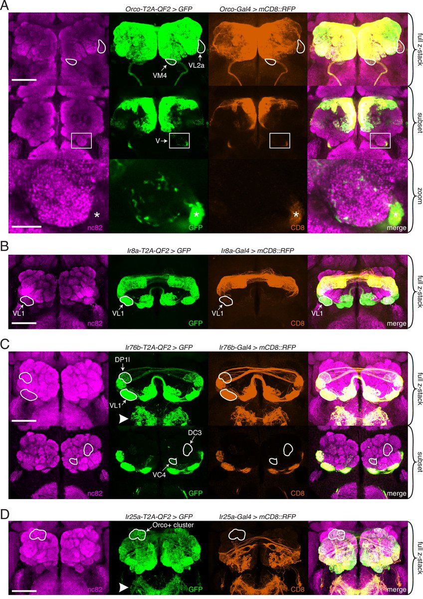 HCRimaging's tweet image. #onlywithHCR: Cracking the Code of Smell—Unexpected Co-Receptor Overlap in Drosophila 🦟
In a groundbreaking study, Task et al. successfully mapped the expression of all major chemosensory co-receptors in Drosophila melanogaster.
With #HCRtechnology, the researchers revealed…