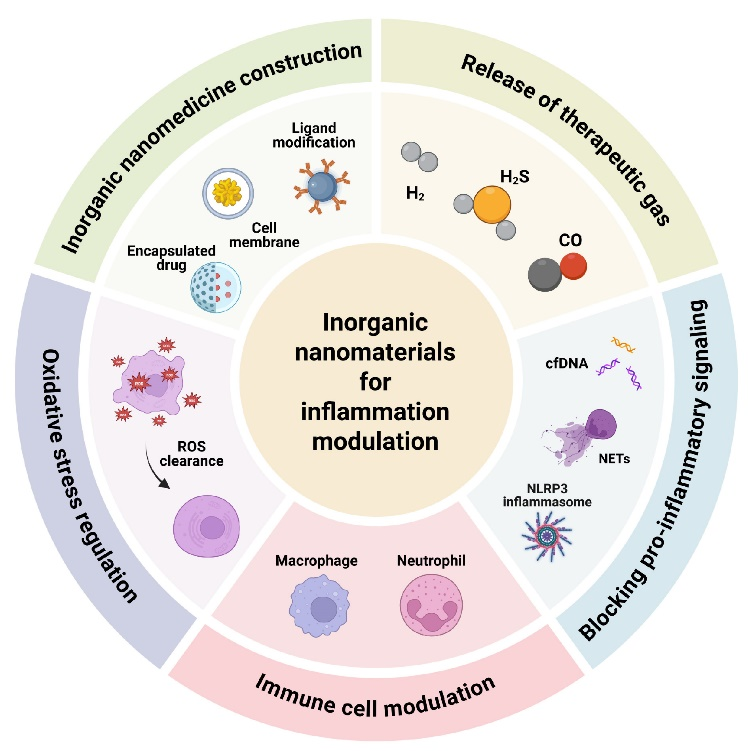 Inorganic nanomaterials offer new ways to control inflammation, from reducing oxidative stress to modulating immune responses！👍
#nanomaterials #immune 
<a href="/BiomedNano/">Nano Biomed. Eng.</a> <a href="/SciOpenTUP/">SciOpenTUP</a> 
sciopen.com/article/10.265…