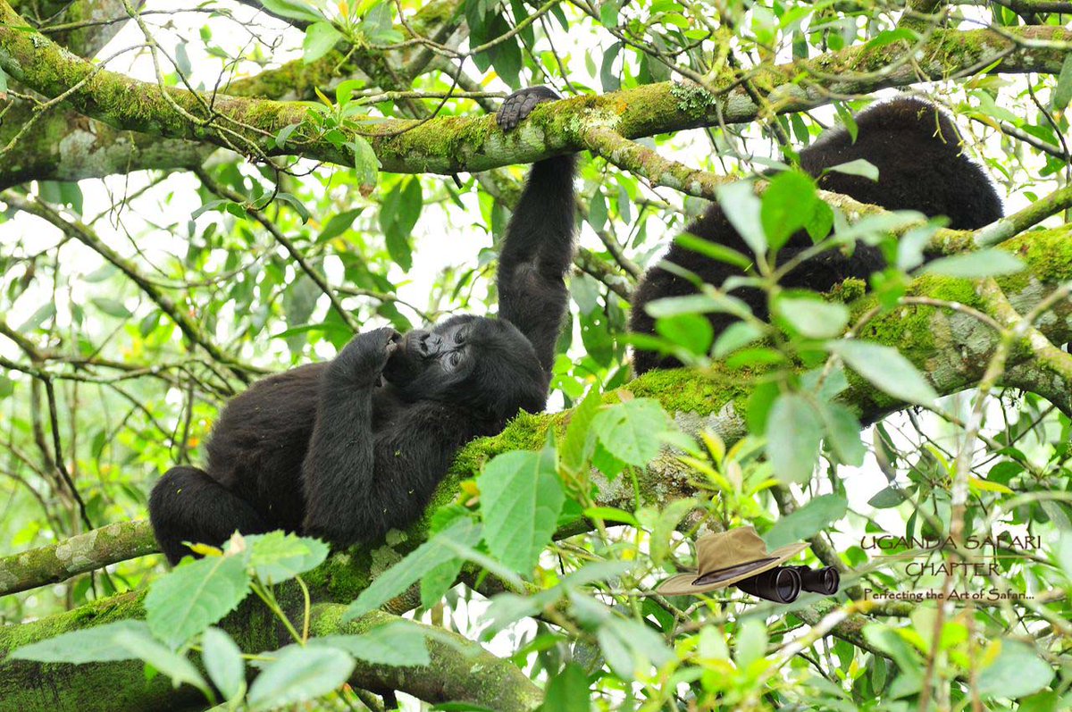 Uganda Safari Chapter (@safarichapter) on Twitter photo We pay attention to details and we will often surprise you with that one things you left out yet you really need it. #Gorilla #Safari #ExploreUganda
ugandasafarichapter.com
info@ugandasafarichapter.com We pay attention to details and we will often surprise you with that one things you left out yet you really need it. #Gorilla #Safari #ExploreUganda
ugandasafarichapter.com
info@ugandasafarichapter.com