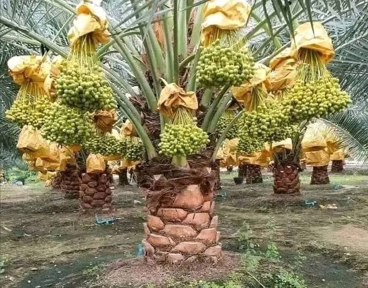 akiluno_a's tweet photo. النخلة🌴🌴🌴🌴🌴
اولا :- تحمل وتلد في تسعة اشهر وتسعة أيام حيث تخرج طلعها اي( تجبِّد ) كما يقول اهلنا في شهر يناير وتحصد في اول شهر اكتوبر يعني تسعةاشهر وتسعة ايام كالمرأة تماما
ثانيا :- هناك بعض النخيل يكون حمله الى حين حصاده في سبعة اشهر وذلك هو الرطب .. 
ومعلوم ان بعض إناث البشر كذلك يحملن ويضعن حملهن في سبعة أشهر ، وهؤلاء الابناء المولودون في سبعة اشهر يسمون (الخُدَّج) فالذكر يسمى خديج والأنثى خديجة -اي بنت سبعة اشهر - ومن هنا جاء اسم  خديجة .. !!

ثالثا :- نجد أن النخلة هي الشجرة الوحيدة في الدنيا لاتحمل صفات الذكورة والأنوثة كبقية الأشجار اي انها غير مخنثة فالذكر قائم بذاته وكذلك الأنثي حيث لا يكون ذلك لبقية اشجار الدنيا مطلقا .. !!

رابعا :- نجد ان النخلة هي الشجرة الوحيدة التي إذا قُطع رأسها تموت .. !!

خامسا :- بعض النخيل إذا بلغ  السبعين عاماً ينحني اي يحدودب كبعض البشر فيا سبحان الله نجد ان بعض البشر يبلغ التسعين والمائة ولا ينحني وكذلك النخيل !! ،��

سادسا :- معلوم ان اهل الشمال يسقفون بيوتهم بجذوع النخيل وهم يشقون الجذع الى اربعة اجزاء ويسمى الجزء ( فِلْقَة ) فإذا انكسرت الفلقة او انثنت فأهل البلد يقولون :- (فلان لايعرف ضلل بيتو بي فلقة نيَّة )
اذاً كيف نعرف ان كانت نية ام  نجيضة ؟!!
الإجابة:- طيلة حملها فهي نية ،
اي لاتصلح لأن تحمل لك سقفاً فهي هشة وضعيفة . وهذا ماينطبق على المرأة تماما حيث يقول الله عز وجل :- وحملته وهناً على وهن - اي ضعفاً على ضعف
فالنظرية بسيطة بالنسبة للنخلة 
تكون هشة ومتفتحة الجزع لي يعبر عبره الغذاء والماء من باطن الأرض نحو جنينها بيسر وسهولة ولكن بعد حصادها تتصمت وتصبح قوية تستطيع حمل ��ي ثِقَل !! فيا سبحان الله !!!

سابعا:- فالنخيل يقوم في شكل أسرة حيث تجد النخلة الأُم وحولها بناتها ( بنات حفرة )
وهذا لانجده في كل الأشجار مطلقاً !!

ثامن��:- نجد ان شتول النخيل الصغيرة ملتصقة بأمها التصاقاً تاماً وتتغذى من غذائها وعندما نريد فصلها لابد من عملية ( التصفيح )المعروفة حيث نضع صفيحة او جركانة ونضع فيها طيناً ونسقيها باستمرار إلى ان تنشأ لها جذور وتعتمد على غذائها بنفسها
بعد ذلك نفصلها عن امها ونزرعها في مكان آخر ، وهذه تشبه عملية الفطام تماماً حيث لاتستطيع فطام الطفل قبل أن يأكل الخبز ومن ثم يعتمد علي نفسه .. !
جمعة طيبة للجميع