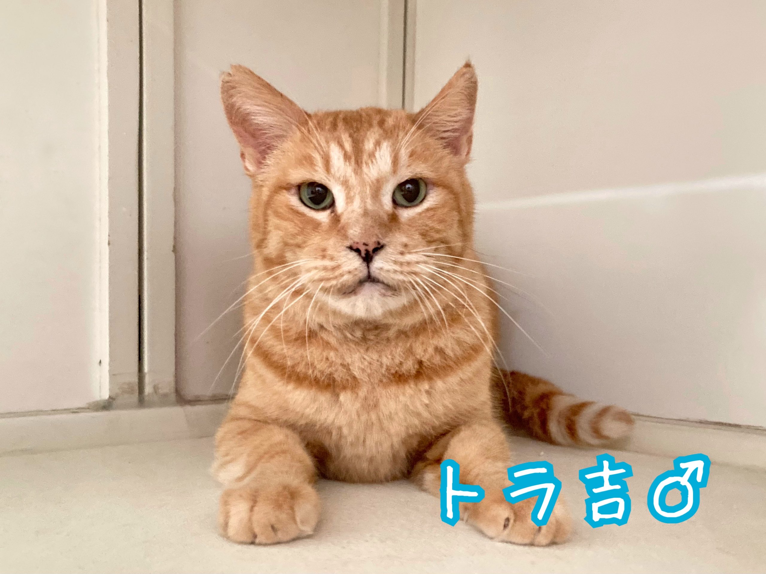 にゃん太郎 20F01116s.jpg