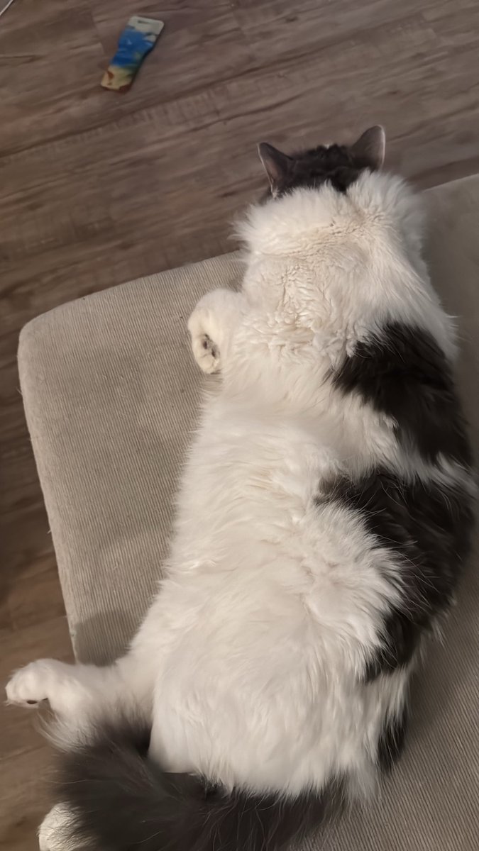 jpxmark's tweet photo. This cat keeps scratching me https://t.co/U1jxzXy9dd