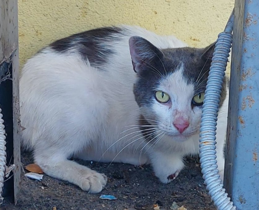 RandagiBaffi's tweet image. Lo abbiamo chiamato Birillo, stanno cercando di catturarlo, noi possiamo solo provare a raccogliere i soldi per il vet, non possiamo far altro. Chissà se qualcuno sa dov'è finita il pezzo di zampa di Birillo..
IBAN: IT89Z0538781591000043031902
PAYPAL: donazioni@baffirandagi.com