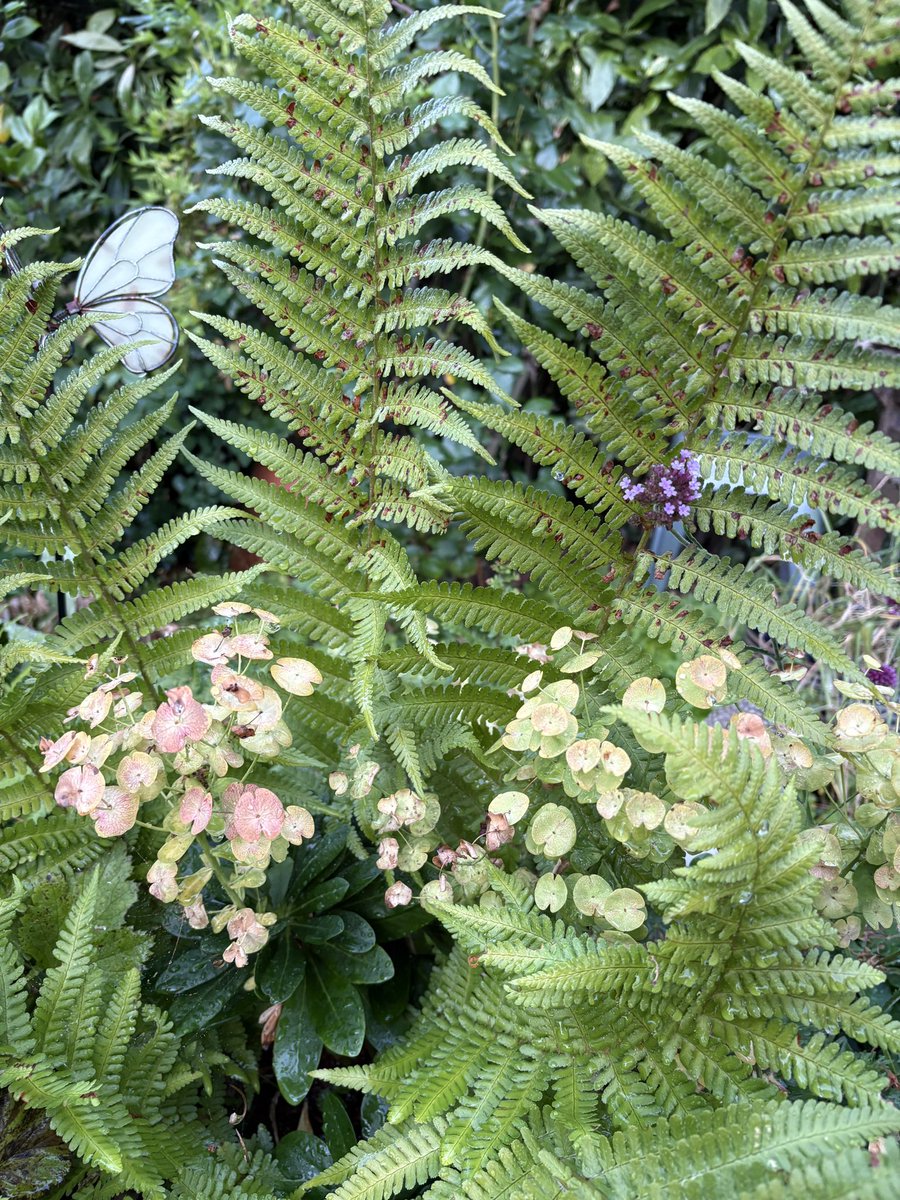 ElizAthertonSop's tweet image. For #FoliageFriday, one of my frilly #Ferns and some much-loved #Euphorbia, both self-seeded and loving their position in the bed I planted in my sister’s memory.
#NeverTooYoung #CheckYourPoo 💩 #Flowers #Gardening #FlowerHunting